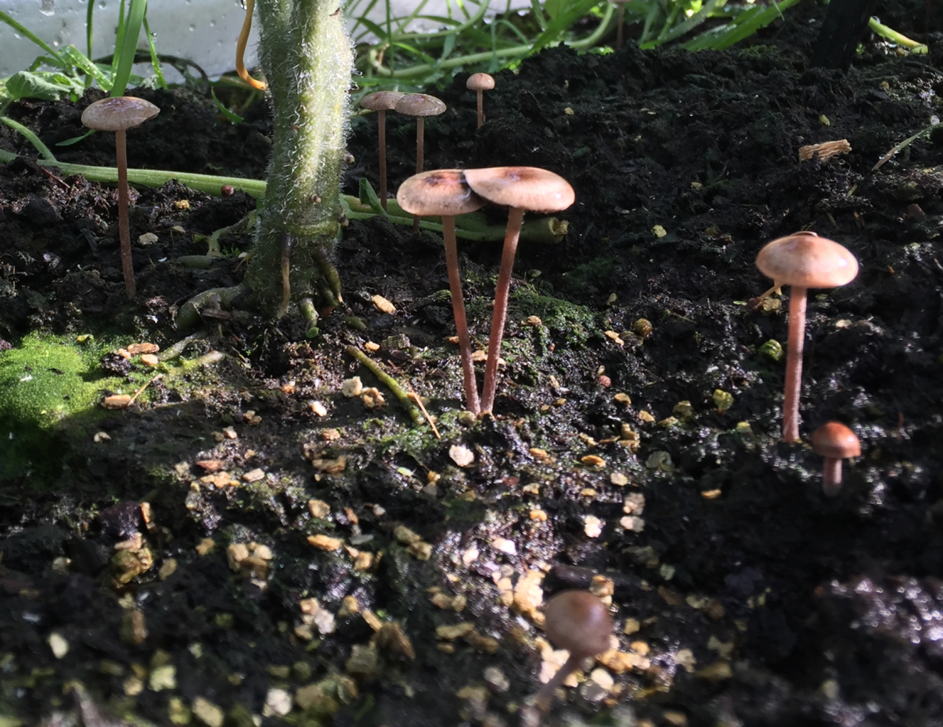 Manejo integrado de cultivos de cobertura en invernadero orgánico